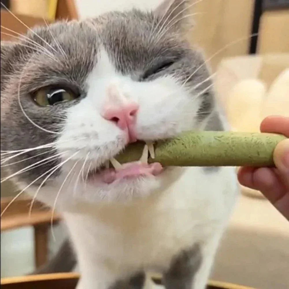 Barritas de hierba natural para gatos – Salud Digestiva